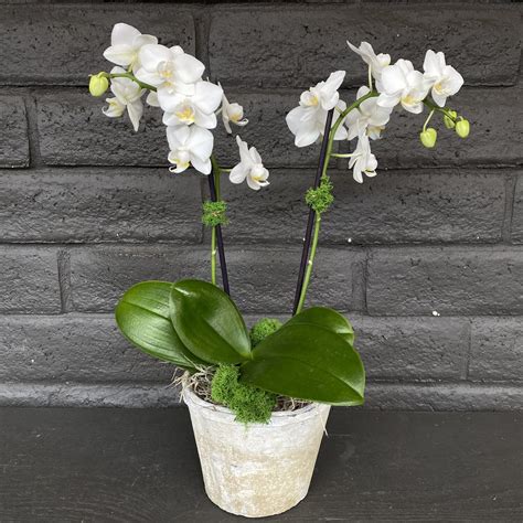 mini phalaenopsis orchid white