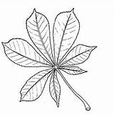 Chestnut Leaf Drawing Horse Tree Leaves Clipart Coloring Biology Outline Template Biological Sycamore Plant Pages Sketch Templates Resources Fall Clip sketch template