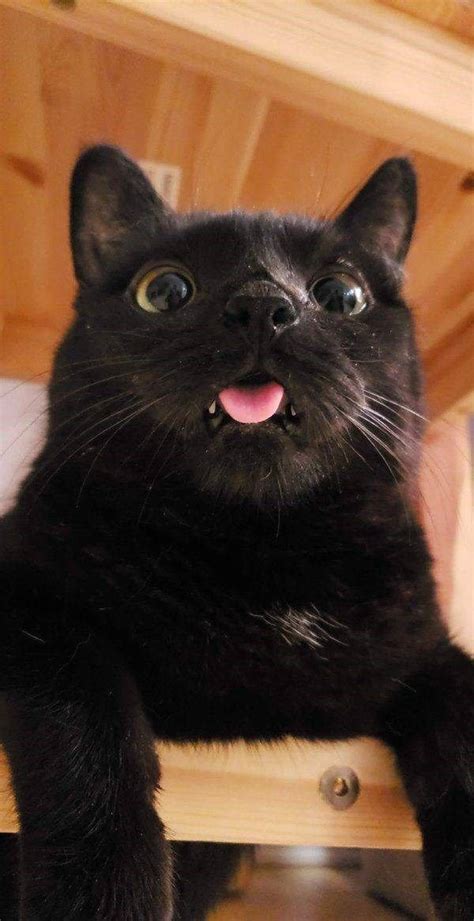 goofy cats  demand     cute black cats derpy