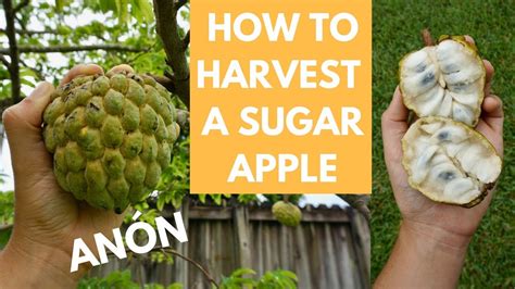 harvest  sugar apple aka anonsweetsop youtube
