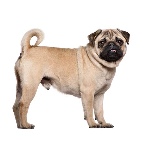 pug dog breed information pictures