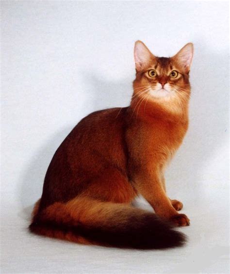 attention long haired cat breeds long haired cats are considered breeds of cats with long