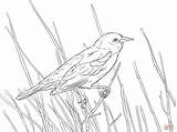 Amsel Ausmalbild Blackbird Winged Branch Perched Ast Einem Coloringtop Kinderbilder Voegel sketch template