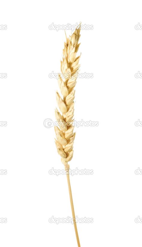 single wheat isolated stock photo  calexstemmer