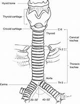 Trachea Carina Anatomy Level Cartilage Extends C6 Cricoid Tracheobronchial Tree C7 Surgical Figure T5 T4 Thoracic sketch template