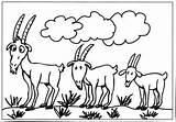Goats Billy Gruff Coloring Goat Pages Colour Clipart Sheep Colouring Clip Many Cliparts Library Land sketch template