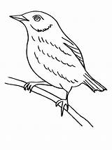 Coloring Pages Thrush sketch template
