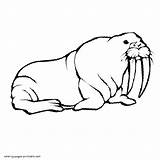 Coloring Pages Animals Walrus Printable Sea sketch template