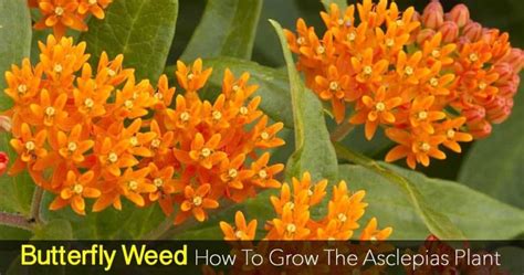 butterfly weed care   grow asclepias plant