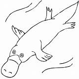 Platypus Ornitorrinco Billed Wombat Ornithorynque Readers Aboriginal sketch template