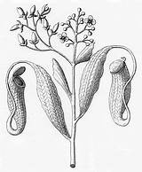 Nepenthes Pitcher Shrews Toilet Botanicum His Plants Sundew sketch template
