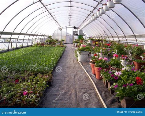 greenhouse plants royalty  stock images image