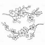 Sakura Blossom Line Doodle Cherry Drawing Flower Flowers Japanese Cute Vector Drawn Hand Set Floral Drawings Illustration Realistic Sketches Plant sketch template