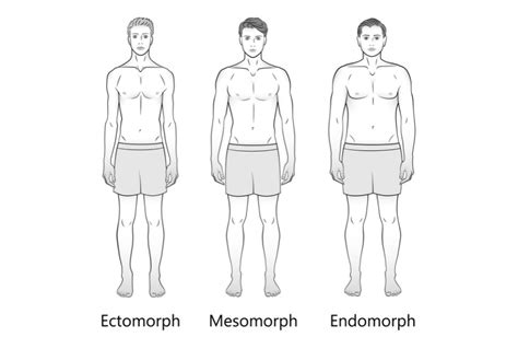 male body types ectomorph mesomorph endomorph