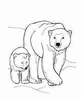 Polar Ursul Colorat Fram Imagini Urs Desene sketch template