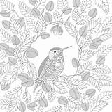 Coloring Pages Animal Adult Millie Marotta Kingdom Colouring Book Bird sketch template