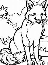 Coloring Animal Pages Real Life Getcolorings sketch template