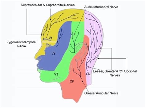 greater occipital nerve innervation