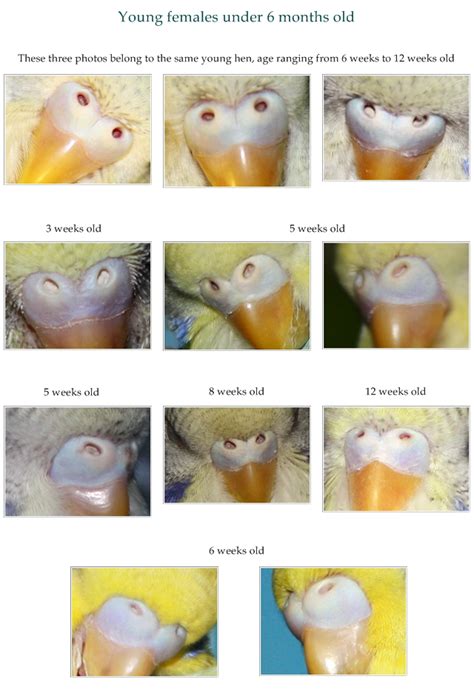 cere reference guide talk budgies forums budgies budgie parakeet parakeet cage