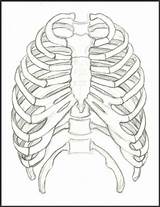Rib Ribs Skeleton Ribcage Getdrawings Printing sketch template