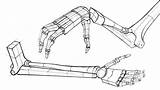 Arm Bones Proko Anatomy Drawing Draw Artists Choose Board sketch template