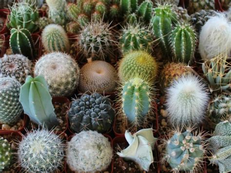 cactus facts  kids world  succulents
