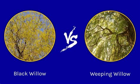 black willow  weeping willow whats  difference wiki point