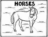 Anatomy Diagram Coloring Horses Vocabulary Science sketch template