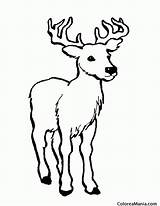 Ciervo Venado Deer Agua Dibujosparacolorear Coloring Voto Clic sketch template