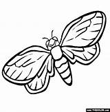 Coloring Pages Cicada Insect Firefly Preschool Animals Color Kids Printable Getdrawings Drawing sketch template