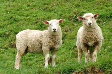 el consumo de oveja es de  kg por ano  por persona