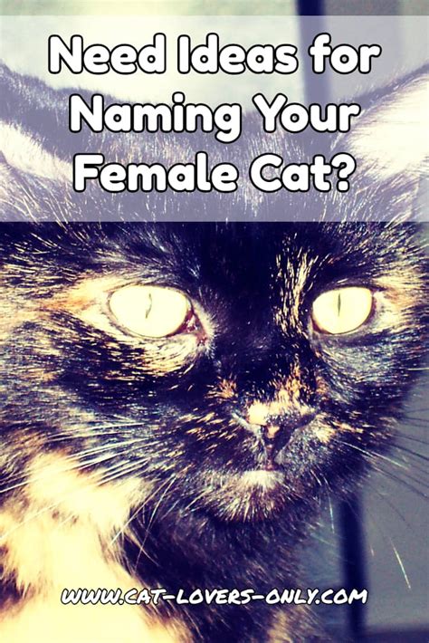 female cat names suggestions and ideas for girl kitties