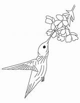 Coloring Pages Hummingbird Flower Getcolorings Enchanting sketch template
