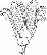 Lyrebird Lyre Bird Pluspng Motifs Categories Featured Related Birds sketch template