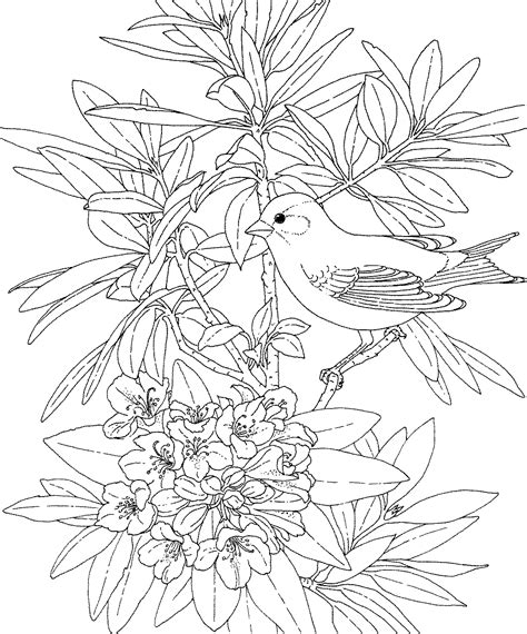 coloring pages  adults birds png