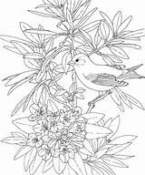 Coloring Pages Birds Flower Washington Bird State Goldfinch Flowers Printable Adult Rhododendron Winter Printables Colouring Adults American Little Willow Heart sketch template