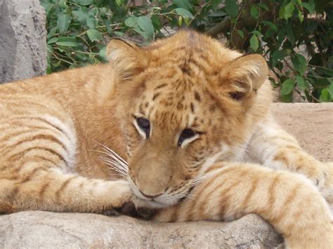 liger  life  animals