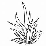 Seaweed Fensterbilder Pastos Window Ausmalbilder Pflanze Clipartmag Outlines Pasto Colorearya Seagrass sketch template