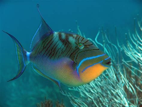 state fish  hawaii  humuhumunukunukuapuaa rpics