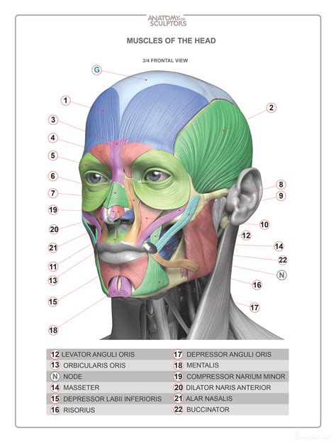 head neck anatomy book muscles estimated completion   book  april  anatomy