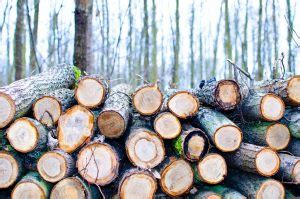 major mistakes  avoid  cutting trees  environmental blog