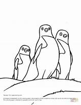 Feet Happy Coloring Pages Penguins Printable Penguin Drawing Puzzle Getdrawings sketch template