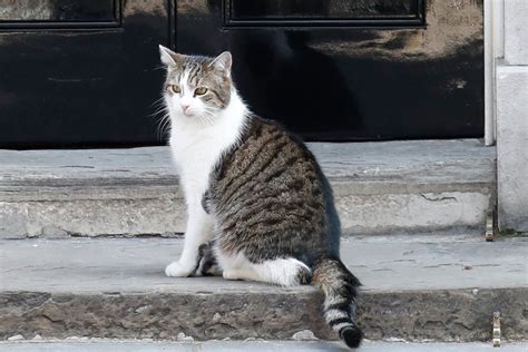 larry  cat stole  show   theresa mays resignation speech
