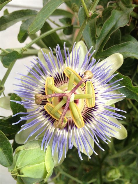 Beautiful Passion Flower From My Garden They Are Native To Texas And
