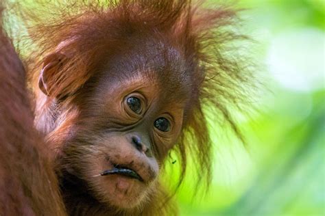 reisebericht indonesien der indonesischen tierwelt faszinierend nah