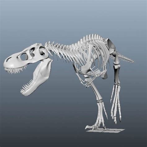 dinosaur bones   model obj opendmodel