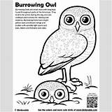 Owl Coloring Burrowing Pages Spectacled Designlooter 400px 95kb Screech sketch template