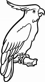 Perroquet Parrot Colorear Papagei Vogel Ausmalen Aves Coloriages Peroquet Agujas Magicas Vole Tallado Apliques Repujado Oiseaux Páginas Kakadu Workings Fiverr sketch template
