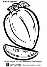 Acorn Squash Zucchine Zucchini Courgette Malvorlage Kleurplaat Acorns Popular Herunterladen Téléchargez Insertion Codes sketch template