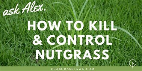 How To Control And Kill Nutgrass Naturally And Easily Ultimate Nutgrass